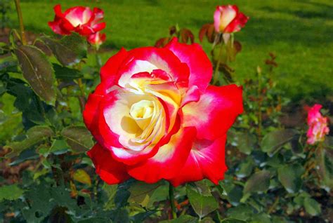 rose of tudor|tudor roses for garden.